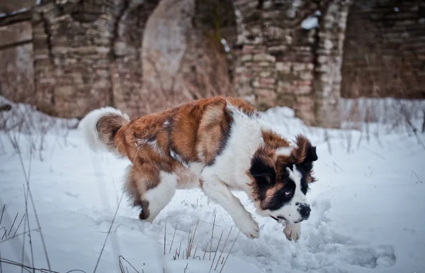 Promenades canines Saint Bernard dans le parc, hiver — Photo