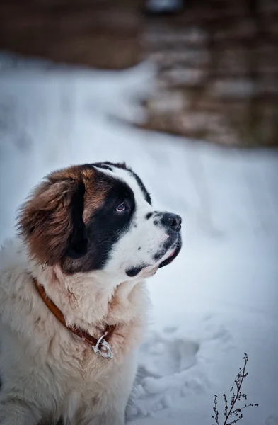 Saint Bernard dog walks in the park, winter — Stock Photo, Image