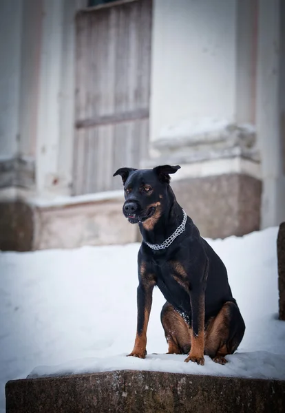 Kutya Rottweiler séta a parkban, télen — Stock Fotó