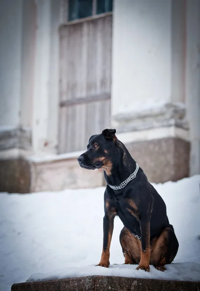 Rottweiler cão caminha no parque, inverno — Fotografia de Stock