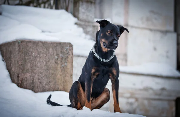 Rottweiler cão caminha no parque, inverno — Fotografia de Stock