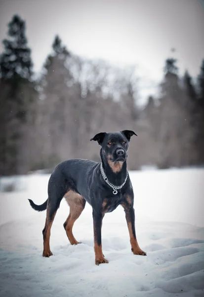 Köpek Rottweiler yürüyüşler parkta, kış — Stok fotoğraf