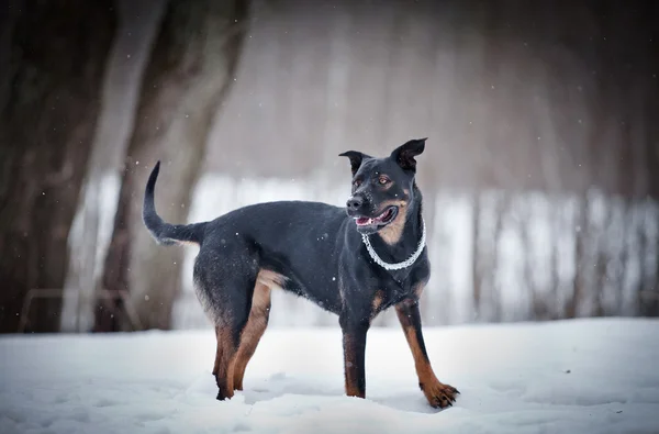 Σκύλος ροτβάιλερ βόλτες στο πάρκο, χειμώνας — Φωτογραφία Αρχείου