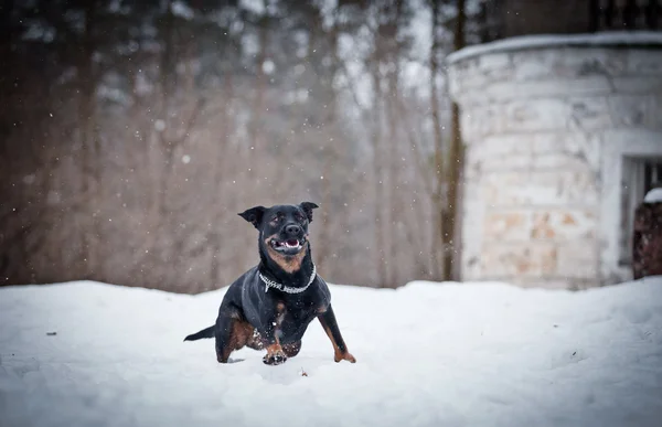 Pies Rottweiler spacerów w parku, zima — Zdjęcie stockowe