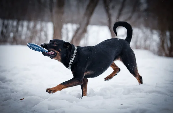 Hund Rottweiler geht im Park spazieren, Winter — Stockfoto