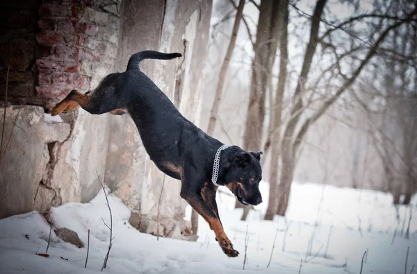 罗特韦尔犬走在公园里，冬天的狗 — 图库照片