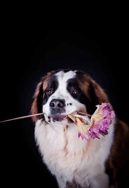 Chien Saint Bernard sur fond de couleur — Photo