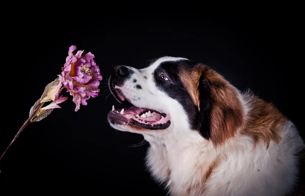 Chien Saint Bernard sur fond de couleur — Photo