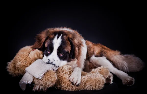 Saint Bernard Hund auf farbigem Hintergrund — Stockfoto