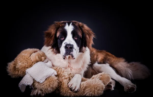 Cão de São Bernardo em um fundo de cor — Fotografia de Stock