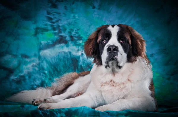 Собака св. Бернарда на цветном фоне — стоковое фото