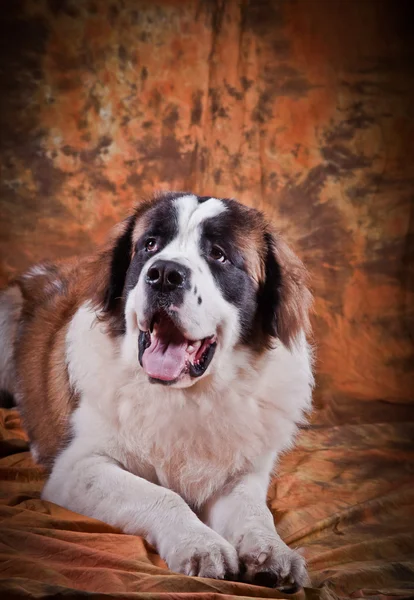 Saint Bernard pes na barvu pozadí — Stock fotografie