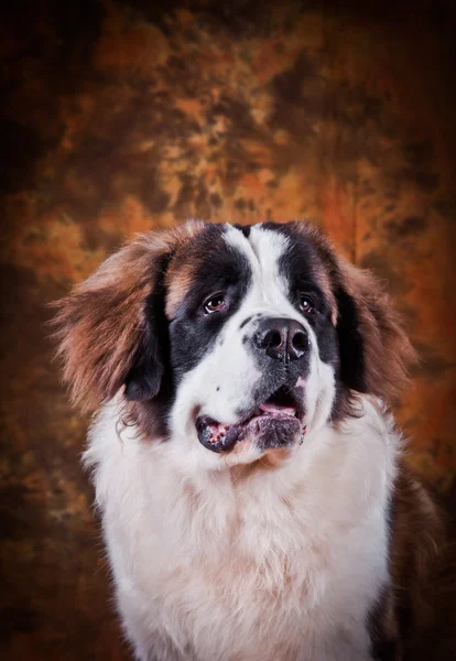 Cão de São Bernardo em um fundo de cor — Fotografia de Stock