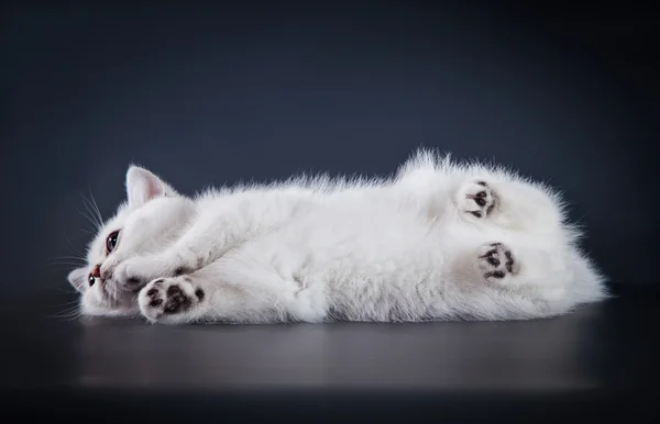 British white kitten on a colored background — Stock Photo, Image