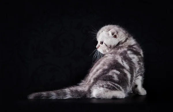 Scottish cat on a black background — Stockfoto