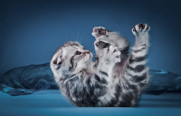 Gatinho britânico gato em um fundo colorido — Fotografia de Stock