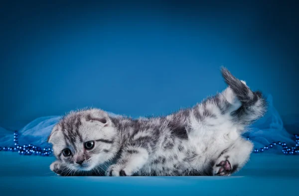 Gatinho britânico gato em um fundo colorido — Fotografia de Stock