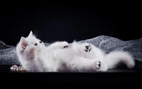 Schottische Katze auf schwarzem Hintergrund — Stockfoto