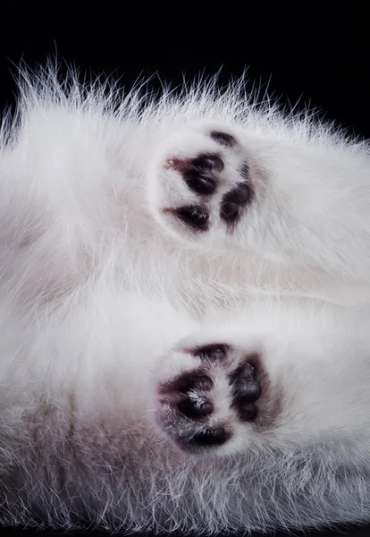 Scottish cat on a black background — 图库照片