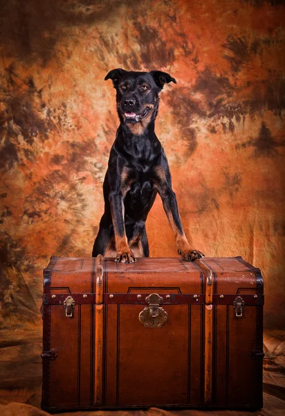 Belos cães de raça pura — Fotografia de Stock