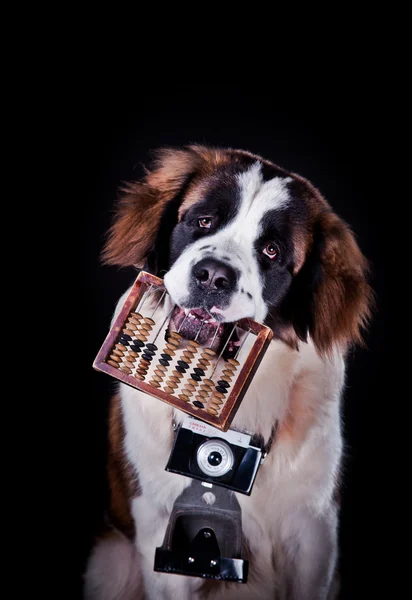 Saint Bernard kutya-ra egy befest háttér — Stock Fotó