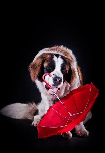 Cão de São Bernardo em um fundo de cor — Fotografia de Stock