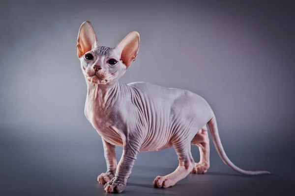 Kotě Sphynx — Stock fotografie