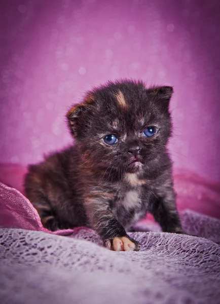 Skotska kattungar — Stockfoto