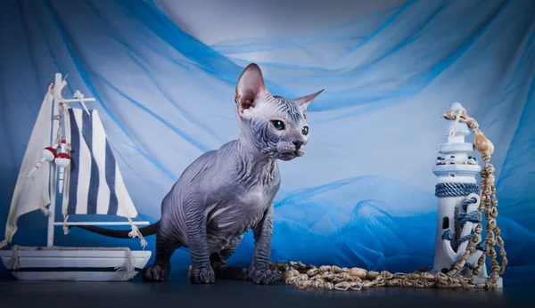 Kotě Sphynx — Stock fotografie