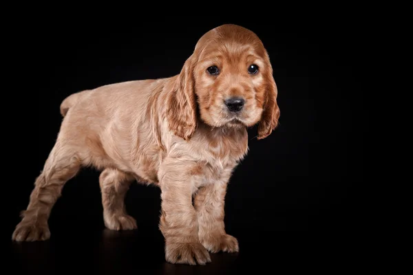 小狗品种的美国可卡犬 — 图库照片