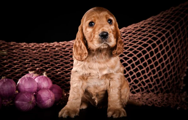 Puppy breed American Cocker Spaniel — Stock Photo, Image