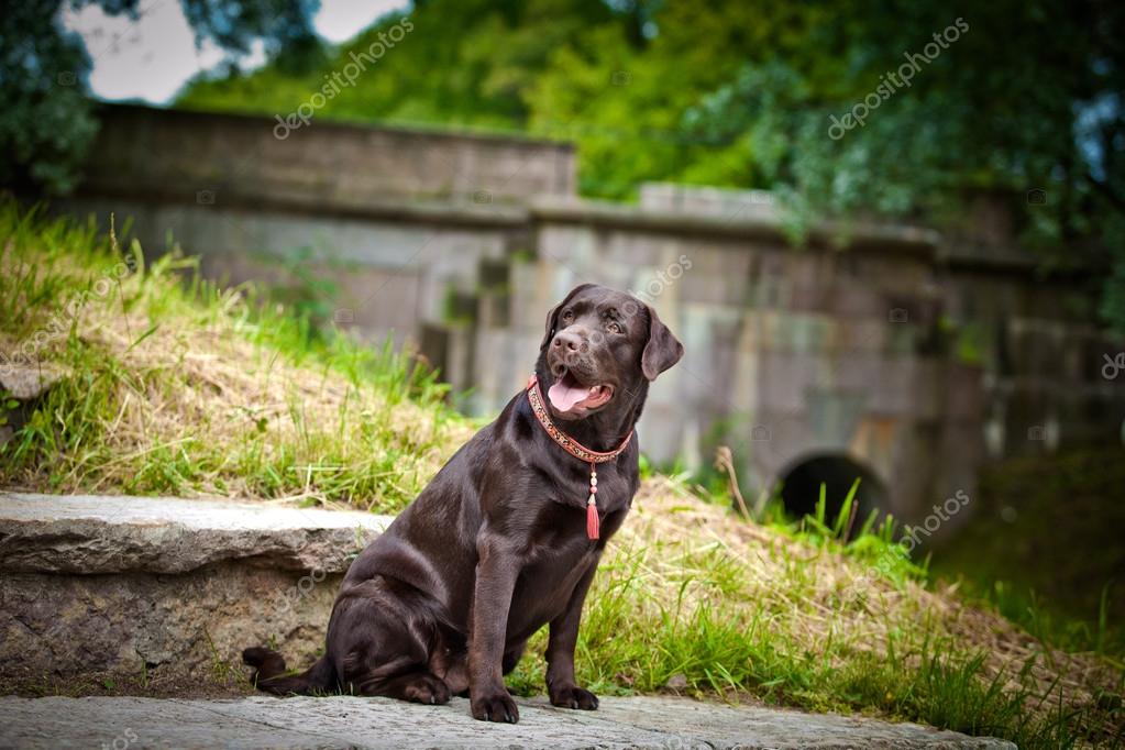 Stockfotos Bebe Labrador Bilder Stockfotografie Bebe Labrador Lizenzfreie Fotos Depositphotos