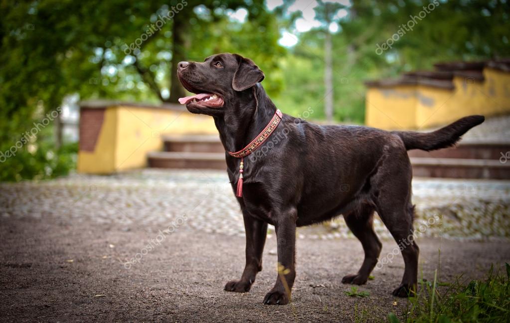Stockfotos Bebe Labrador Bilder Stockfotografie Bebe Labrador Lizenzfreie Fotos Depositphotos