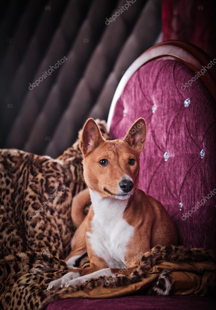 African basenji dog — Stock Photo © averyanova #54637287 - Main Image