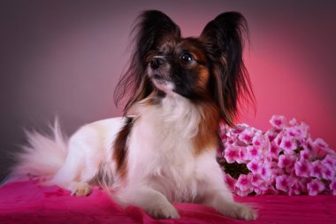 Papillon köpek renkli bir arka plan üzerinde