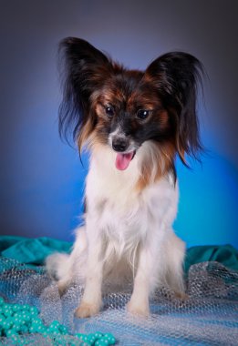Papillon köpek renkli bir arka plan üzerinde