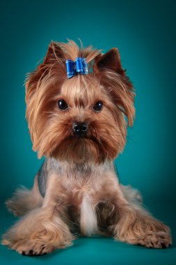 Yorkshire Terrier köpeği.