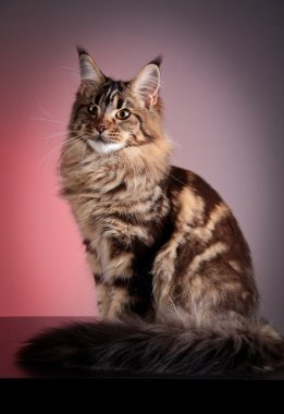 Maine coon kedi renkli bir arka plan üzerinde