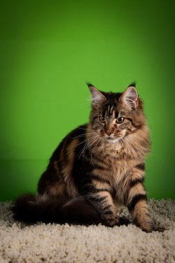 Maine coon kedi renkli bir arka plan üzerinde