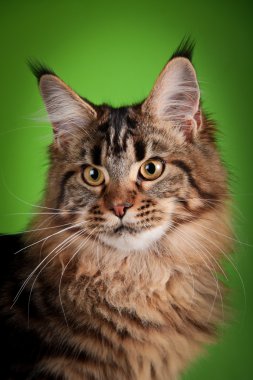 Maine coon kedi renkli bir arka plan üzerinde