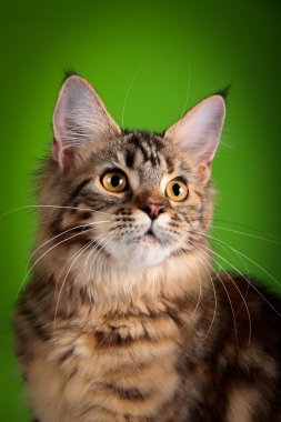 Maine coon kedi renkli bir arka plan üzerinde