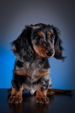 köpek doğurmak dachshund