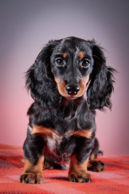köpek doğurmak dachshund