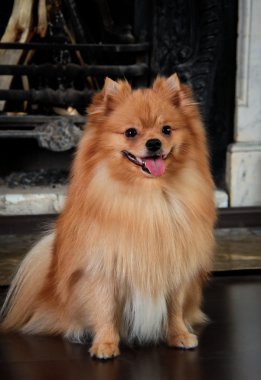 pomeranian köpek doğurmak