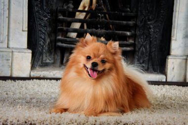 pomeranian köpek doğurmak