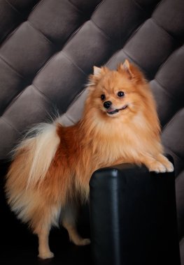 pomeranian köpek doğurmak