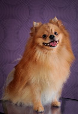 pomeranian köpek doğurmak