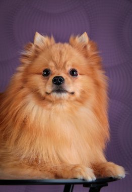 pomeranian köpek doğurmak