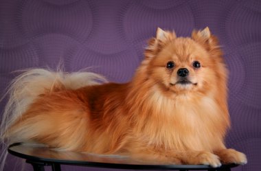 pomeranian köpek doğurmak