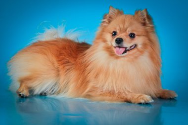 pomeranian köpek doğurmak